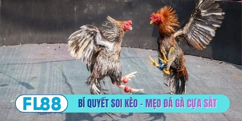 Mẹo Đá Gà Cựa Sắt - Bí Quyết Phân Tích Chiến Kê Bất Bại - BETMIRA88.BIZ