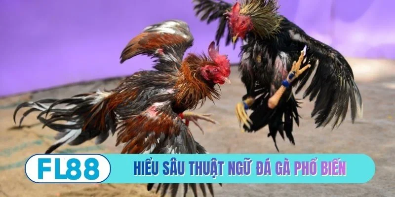 Top 3 Thuật Ngữ Đá Gà Phổ Biến Dành Cho Người Nhập Môn - BETMIRA88.BIZ