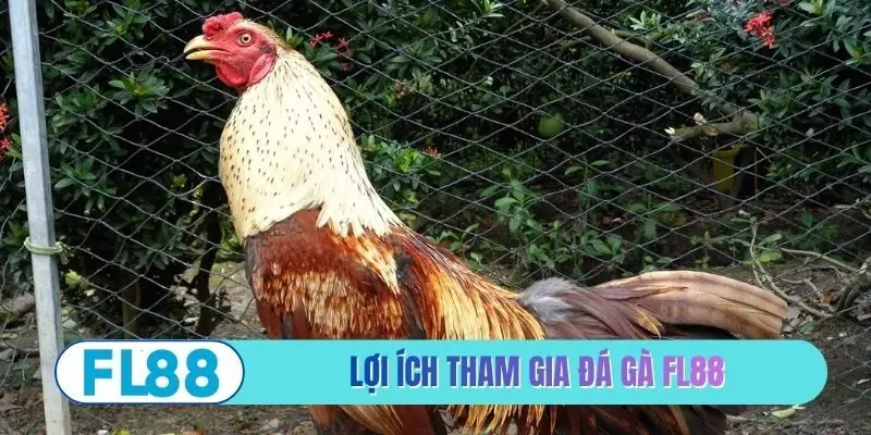 Đá Gà FL88 - Đấu Trường Hội Tụ Những Chiến Kê Hiểm - BETMIRA88.BIZ