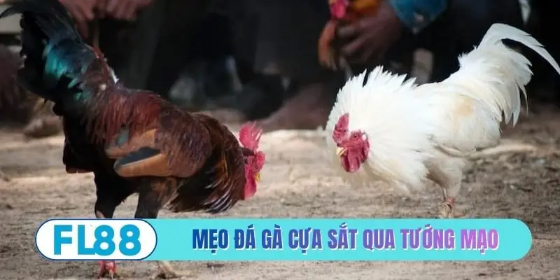 Mẹo Đá Gà Cựa Sắt - Bí Quyết Phân Tích Chiến Kê Bất Bại - BETMIRA88.BIZ