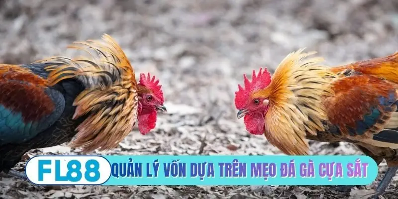 Mẹo Đá Gà Cựa Sắt - Bí Quyết Phân Tích Chiến Kê Bất Bại - BETMIRA88.BIZ