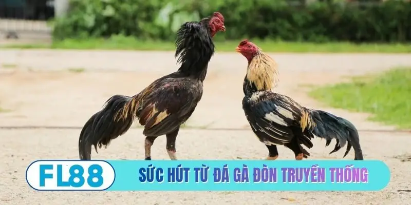 Đá Gà Đòn Truyền Thống - Những Cú Đá Sấm Sét Đỉnh Cao - BETMIRA88.BIZ
