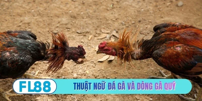 Top 3 Thuật Ngữ Đá Gà Phổ Biến Dành Cho Người Nhập Môn - BETMIRA88.BIZ