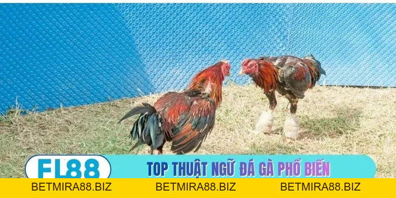 FL88 | Link Vào Trang Chủ betmira88.biz Không Chặn Mới Nhất 2026 - BETMIRA88.BIZ